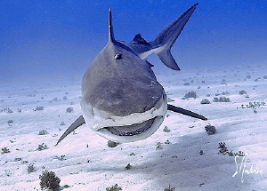 While diving with 5 Tiger Sharks it is very important tha... by Steven Anderson 